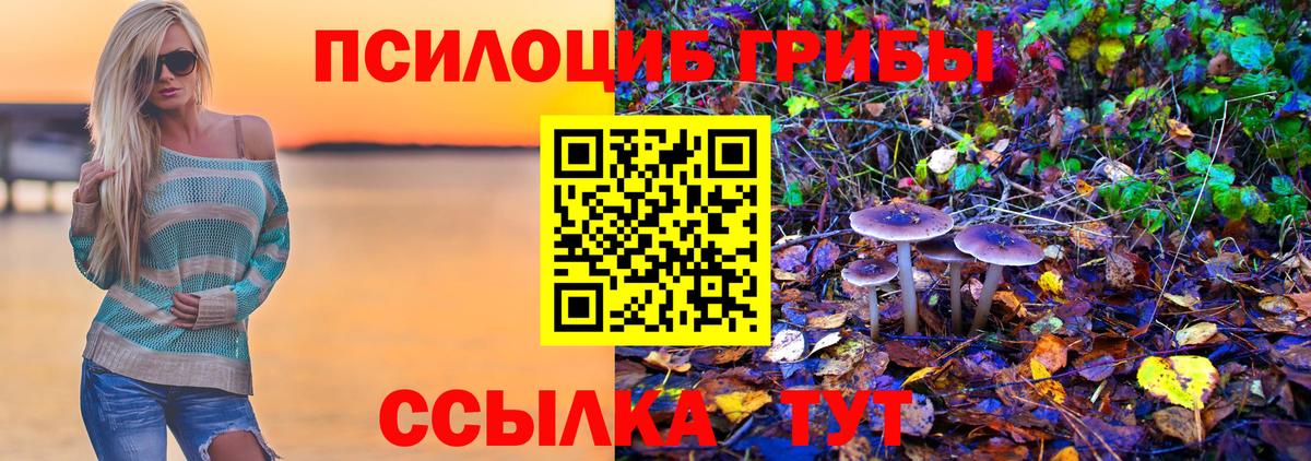 Шебекино  Псилоцибиновые грибы Psilocybine cubensis  Вход с VPN 